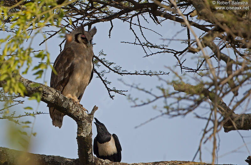 Verreaux's Eagle-Owl