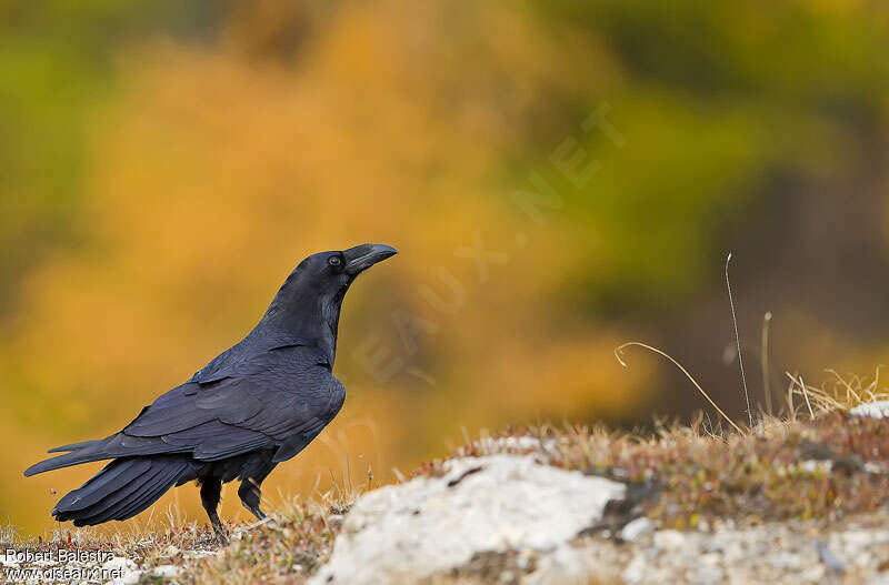 Northern Ravenadult, identification