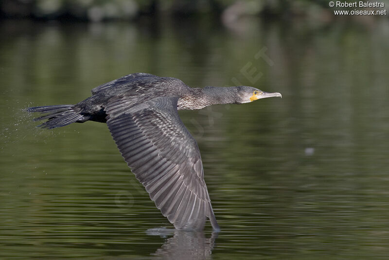 Grand Cormoran