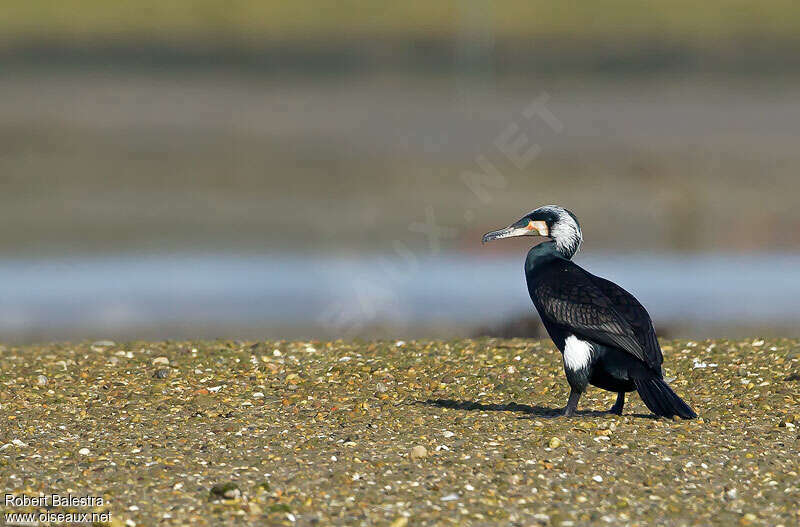 Grand Cormoranadulte nuptial, identification