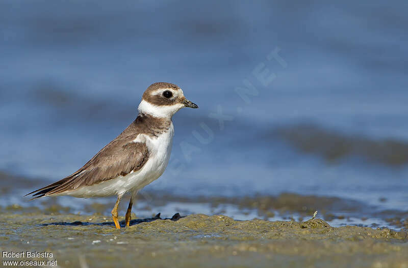 Common Ringed PloverFirst year, identification