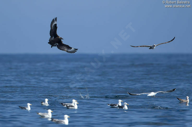 Great Skua