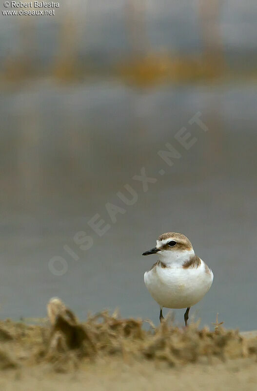 Kentish Plover