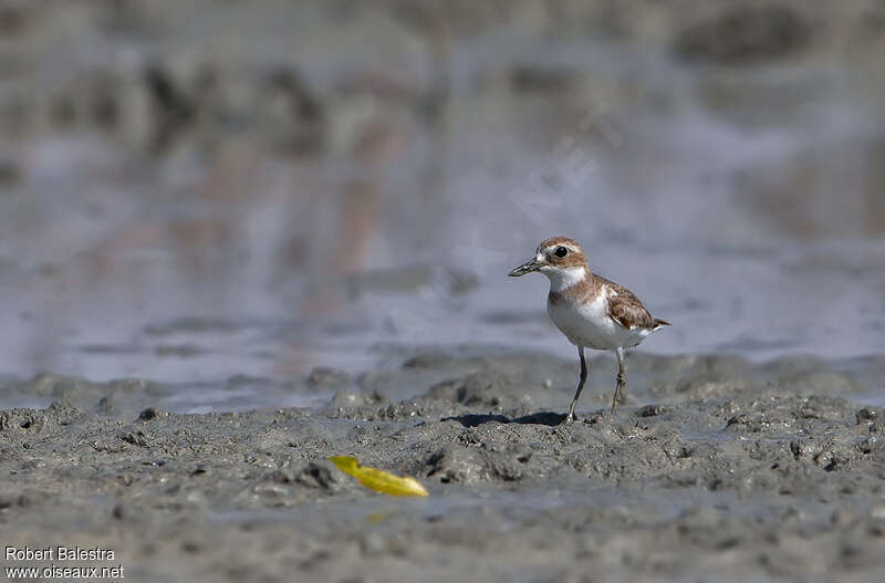 Greater Sand Ploveradult post breeding, habitat, camouflage