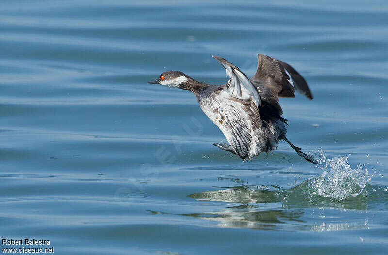 Black-necked Grebeadult post breeding, Flight