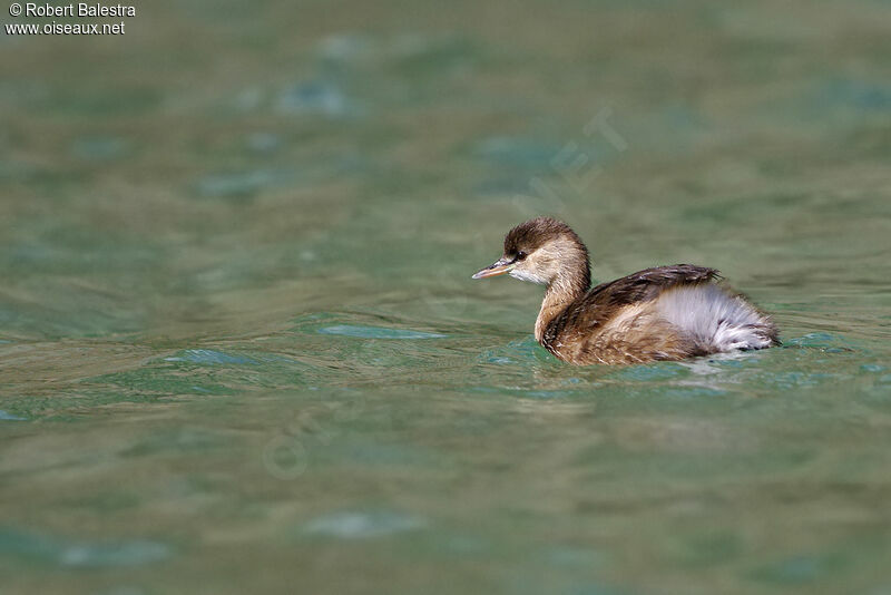 Little Grebe