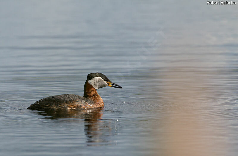 Red-necked Grebe