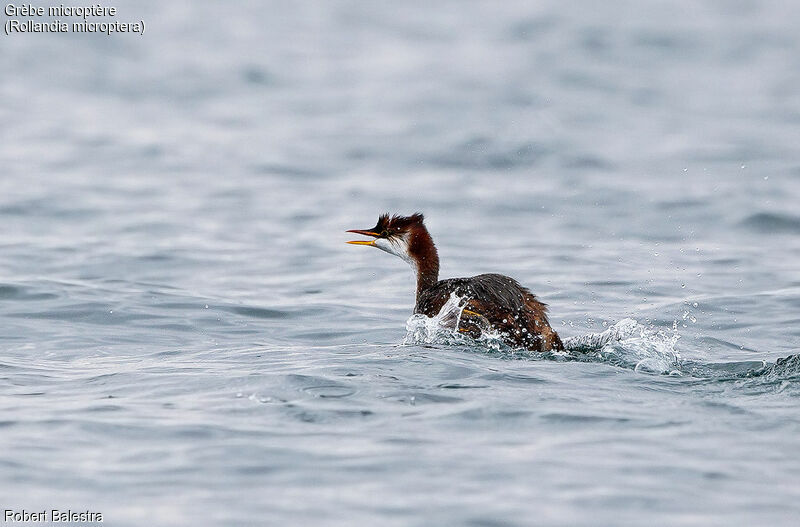 Titicaca Grebe