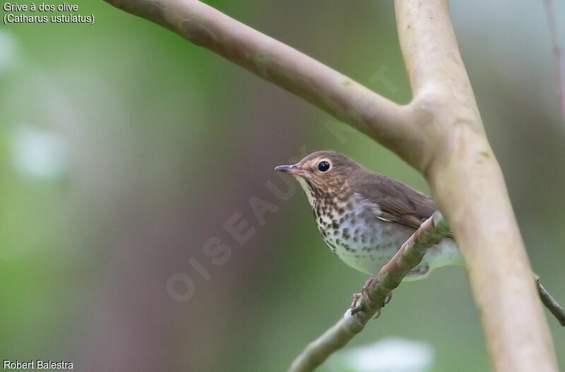 Swainson's Thrush