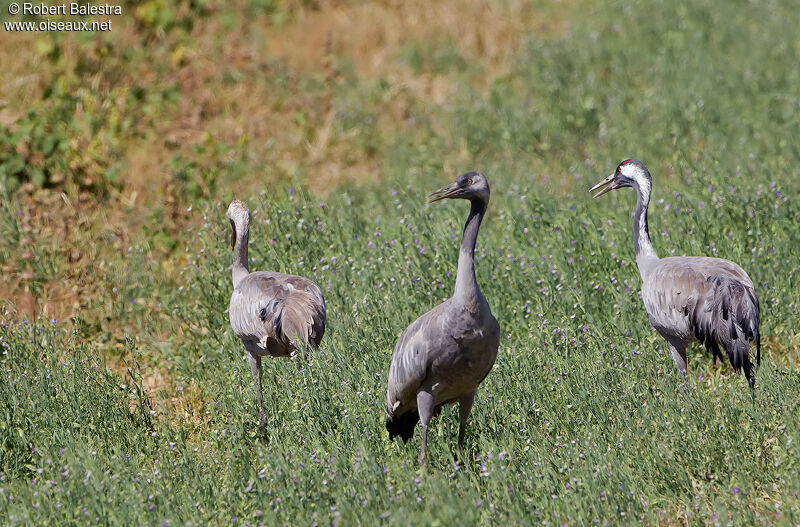 Common Crane