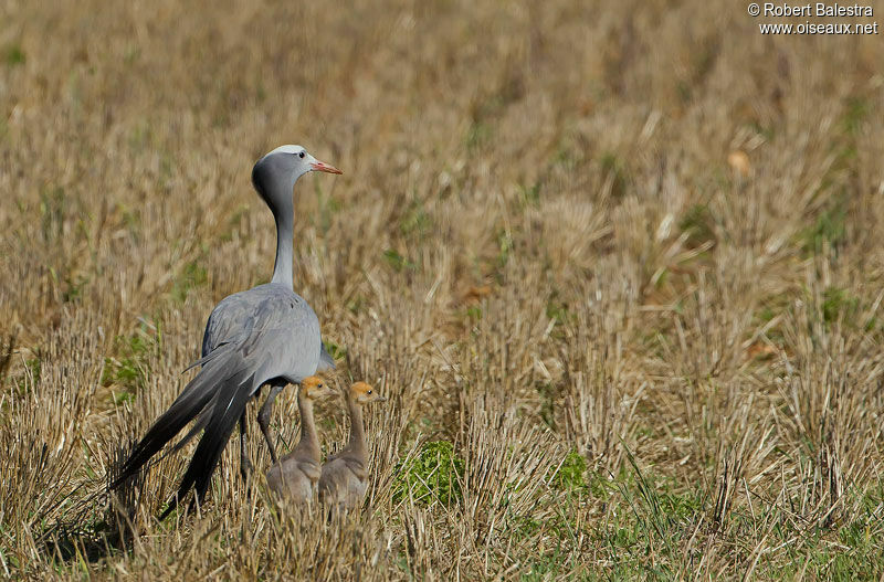 Blue Crane