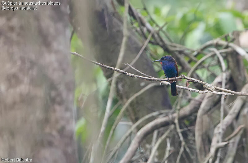 Blue-moustached Bee-eater