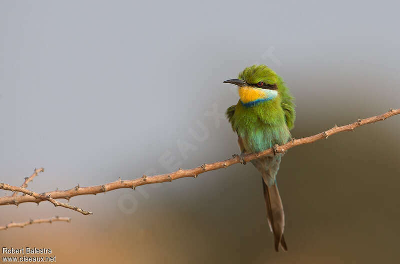 Swallow-tailed Bee-eateradult