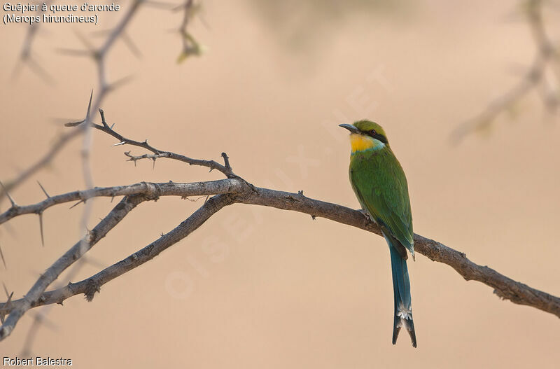 Swallow-tailed Bee-eater