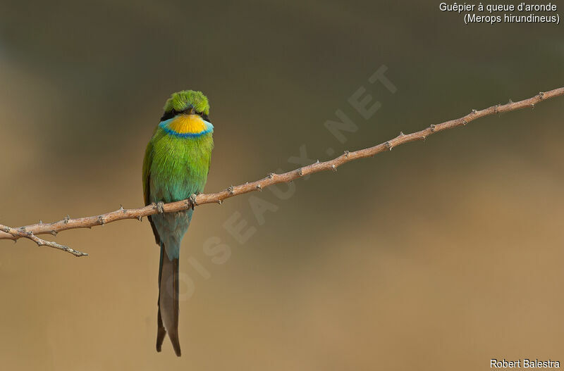 Swallow-tailed Bee-eater