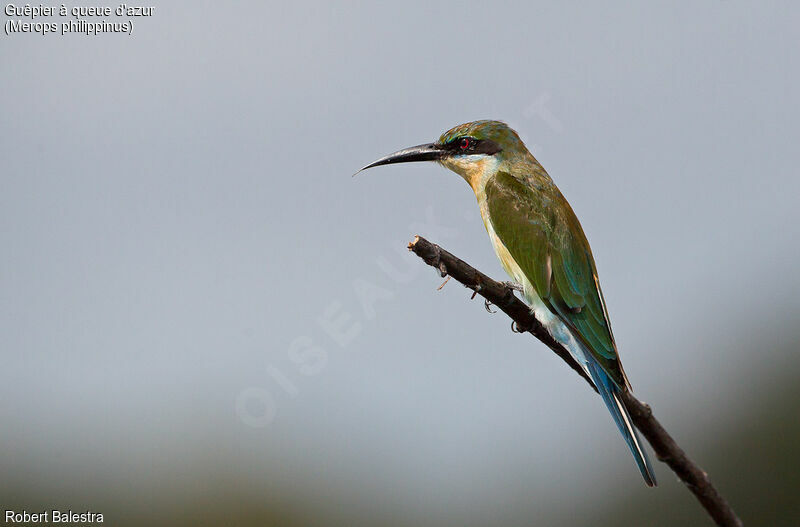 Blue-tailed Bee-eater