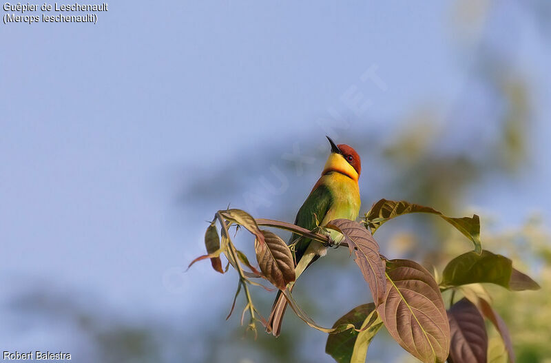 Chestnut-headed Bee-eater