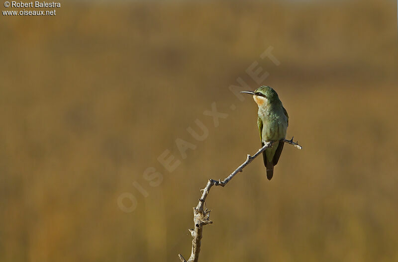 Blue-cheeked Bee-eater