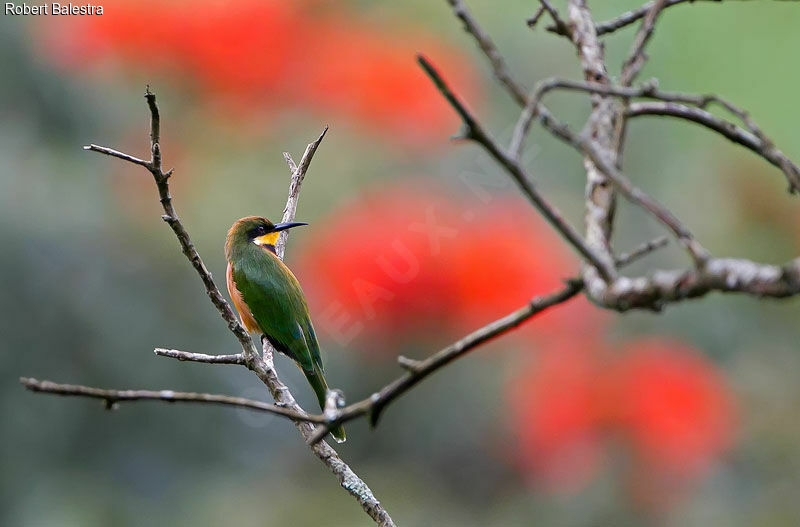 Cinnamon-chested Bee-eater