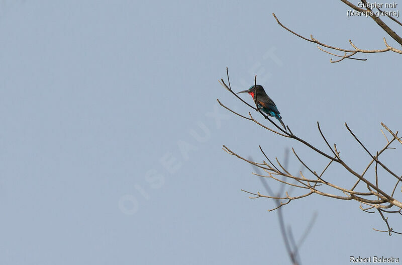 Black Bee-eater