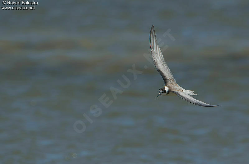 Black Tern