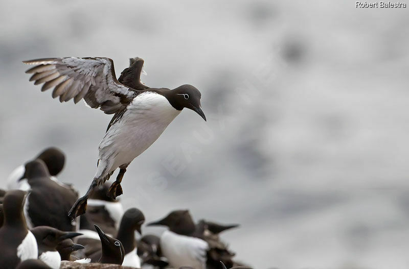 Common Murre