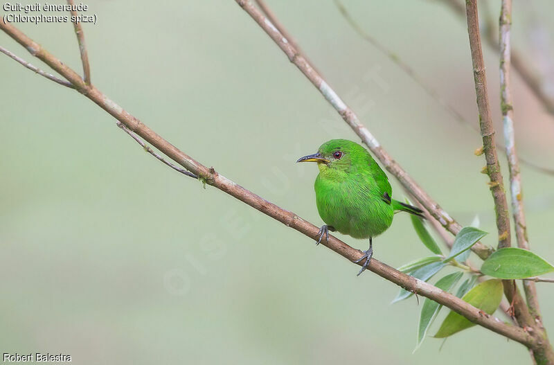 Green Honeycreeper female