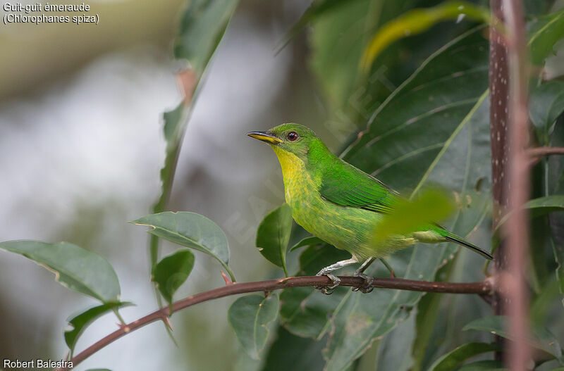 Green Honeycreeper female