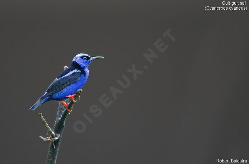 Red-legged Honeycreeper