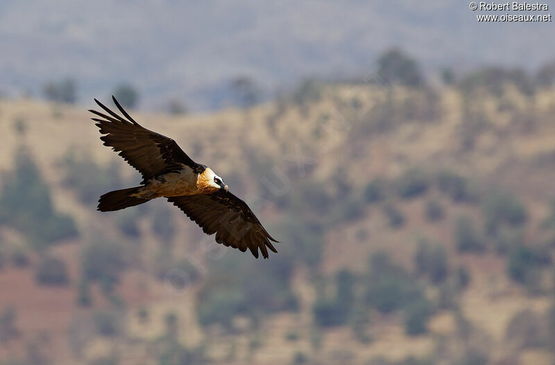 Bearded Vulture