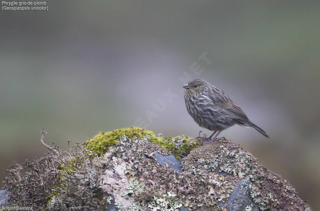 Plumbeous Sierra Finch