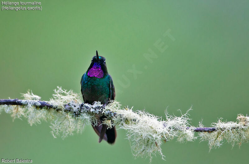 Héliange tourmaline