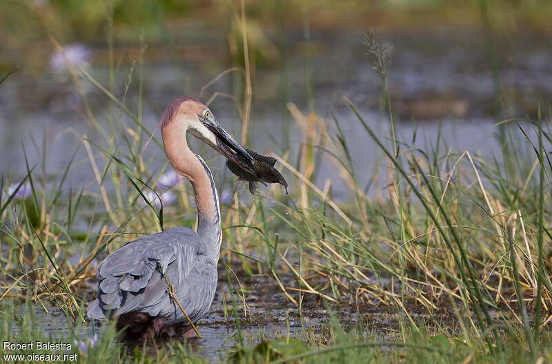 Goliath Heronadult, fishing/hunting