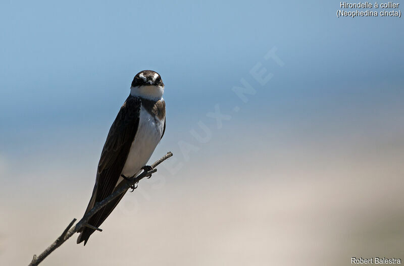 Banded Martin