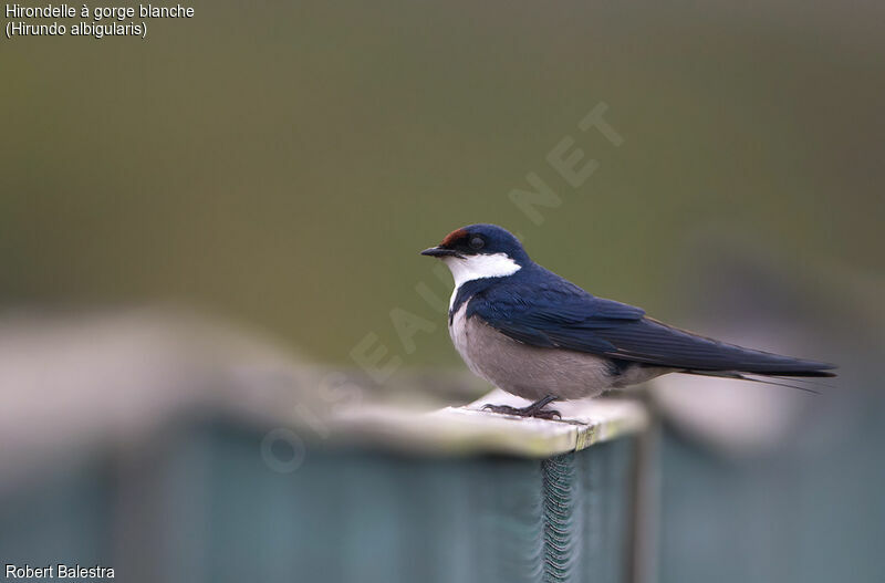 White-throated Swallow