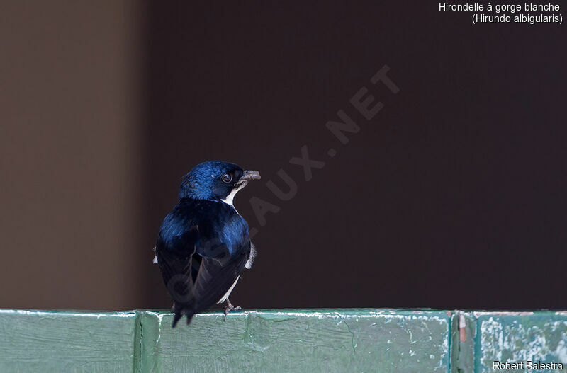 White-throated Swallow