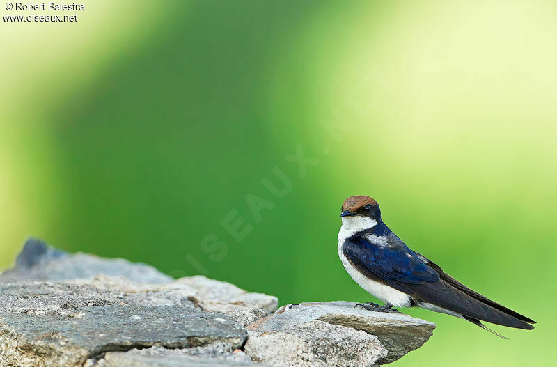 Hirondelle à longs brins