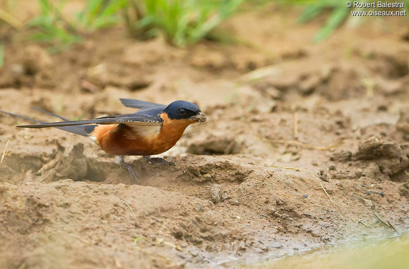 Red-breasted Swallow