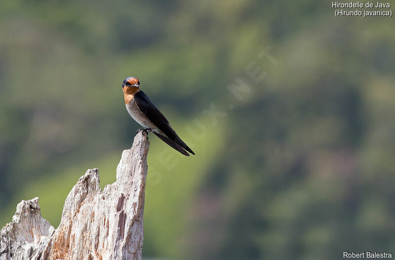 Pacific Swallow