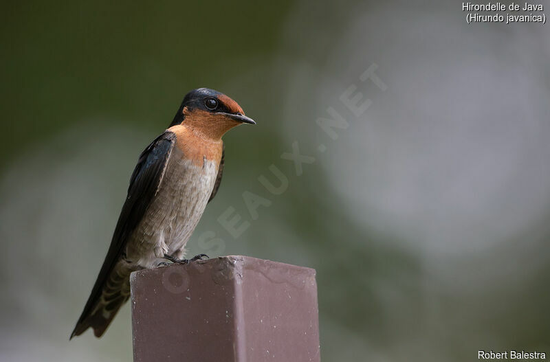 Pacific Swallow