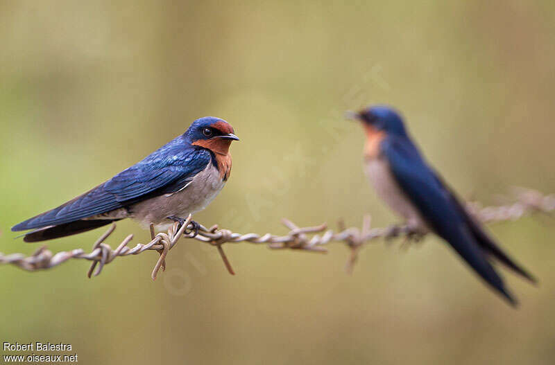 Angola Swallow, identification