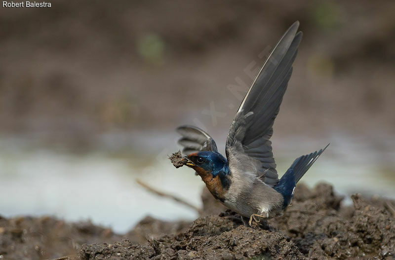 Hirondelle de l'Angola