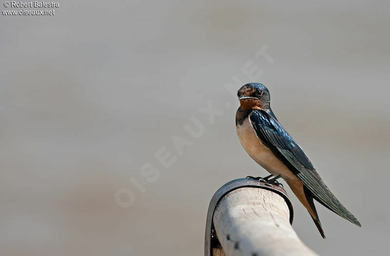 Barn Swallow