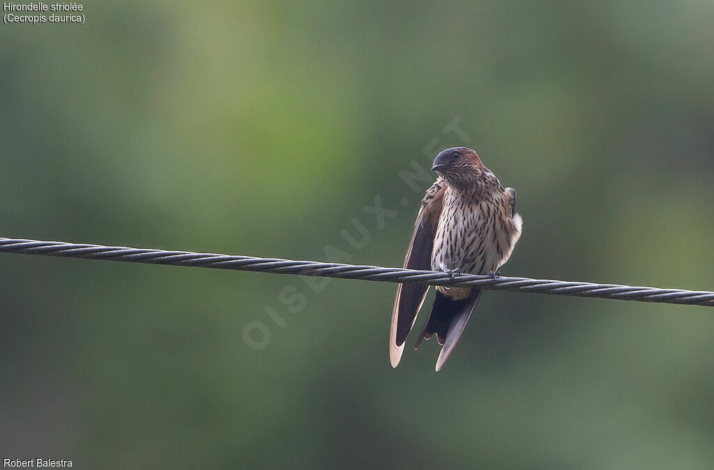 Hirondelle striolée