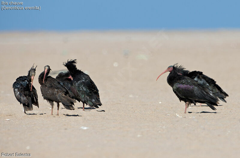 Northern Bald Ibis