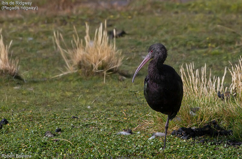 Puna Ibis