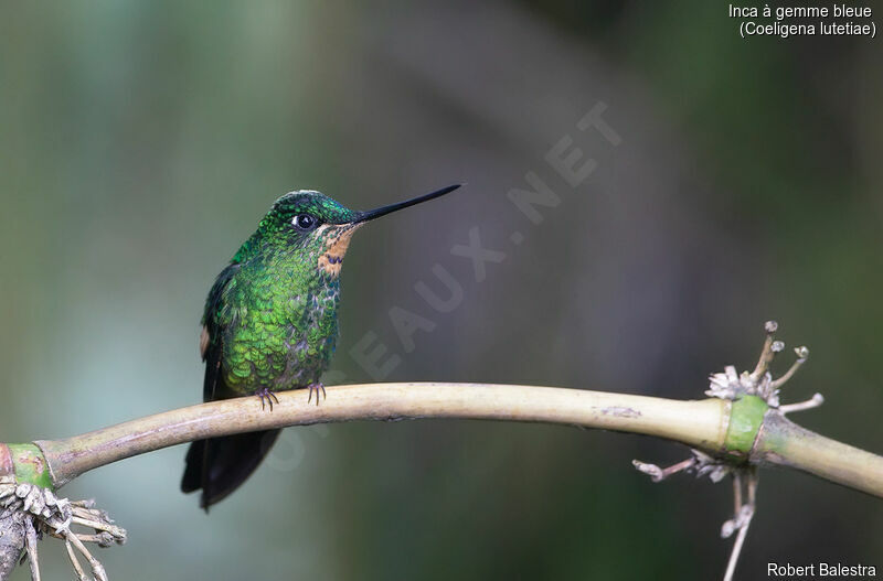 Buff-winged Starfrontlet