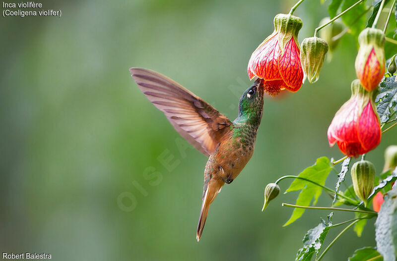 Violet-throated Starfrontlet