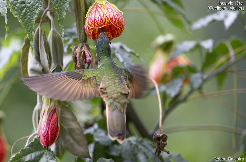 Violet-throated Starfrontlet