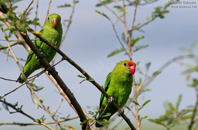 Black-winged Lovebird 